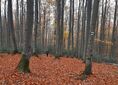 Wetlina, Moczarne ↔ Nad Wetliną [Bieszczady - zielonym szlakiem z Małej Rawki do Wetliny]