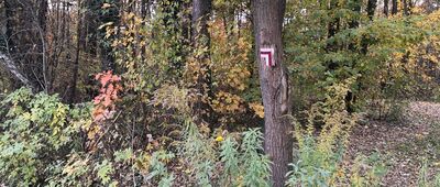 Wesoła, Aleja Spacerowa ↔ Huta Rozalia, las [Odnowione oznakowanie zaczyna się w lesie przy Zaciszu]