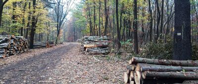 Łaziska Górne, stacja kolejowa ↔ Rozejście szlaków żółty / czarny