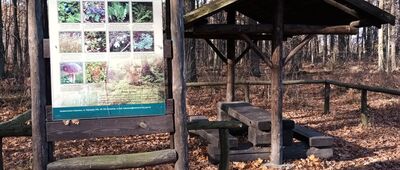 Rozejście szlaków zielony / żółty ↔ Imielin, Wioski [Wiata przed Wioskami.]