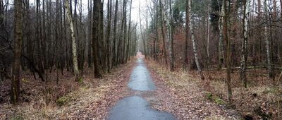 Czarny Staw, rozejście szlaków żółty / czarny ↔ Panewniki, skrzyżowanie przy Czarnym Stawie