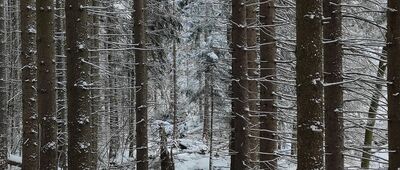 Szklarka, granica parku narodowego