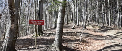 Pod Maślaną Górą ↔ Szymbark, odejście drogi na cmentarz