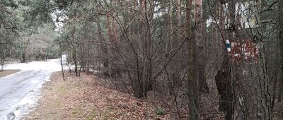 Sosina, las ↔ Bór Biskupi [Tu była do niedawna kropka, teraz jest przy przystanku. Jeszcze wcześniej Szlak prowadził aż do Bukowna i Diablej Góry.]