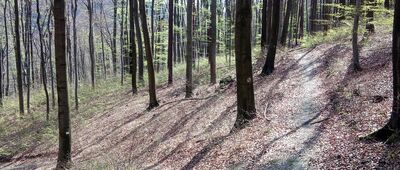 Dębnik, kamieniołom ↔ Skrzyżowanie pod Zamczyskiem [odejście ścieżki do Łomu Pisarskiego]