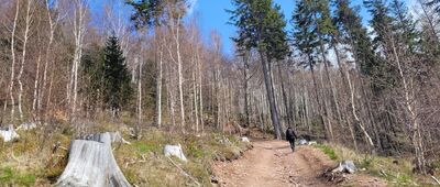 Pod Borową ↔ Ptasie Rozdroże, rozejście szlaków niebieski / czarny