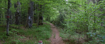 Balnica, ścieżka dydaktyczna ↔ Nad Solinką