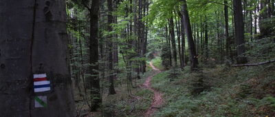 Balnica, ścieżka dydaktyczna ↔ Nad Solinką