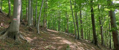 Smocza Jama ↔ Rozdroże nad Pieszycami