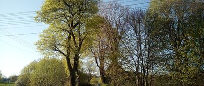 Gostków, rondo