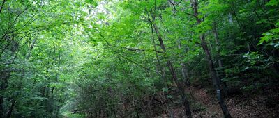 Wola Kalinowska, granica parku narodowego ↔ Skrzyżowanie pod Słoneczną