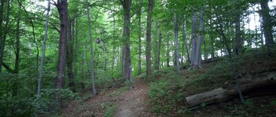 Wola Kalinowska, granica parku narodowego ↔ Skrzyżowanie pod Słoneczną