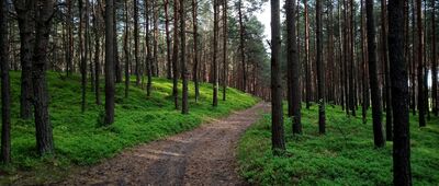 Zadole Kosmolowskie ↔ Początek szlaku zielonego