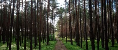 Zadole Kosmolowskie ↔ Początek szlaku zielonego