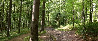 Wierch nad Kamieniem Diabli Kamień