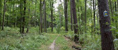 Tuchów, ul. Wołowa ↔ Tuchowski Las, parking