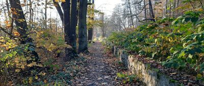 Łącka Grobla ↔ Pszczyna, rozejście przy zagrodzie żubrów