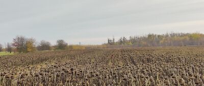 Samotwór ↔ Jerzmanowo [Pole słoneczników pod Wrocławiem]