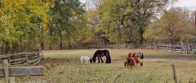 Samotwór ↔ Jerzmanowo [Stajnia pod Topolami]