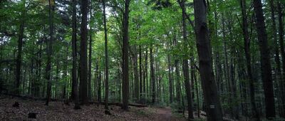Granica parku narodowego ↔ Bukowa Góra