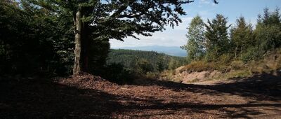 Rozejście pod Stachoniem