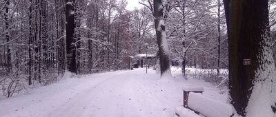 Pszczyna, rozejście przy zagrodzie żubrów ↔ Pszczyna, ul. Żorska