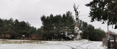 Patoka [Dąb Mieszko. Tysiącletni dąb pomiędzy wioskami Modłą a Patoką]