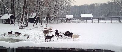 Łącka Grobla ↔ Pszczyna, rozejście przy zagrodzie żubrów [zwierzęta w Pokazowej Zagodzie Żubrów]