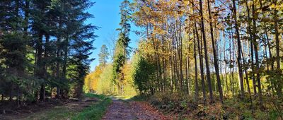 Pod Górą Ludwiki ↔ Wysoka, rozejście szlaków