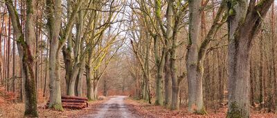 Łasiczyn ↔ Rozejście szlaku [Aleja dębowa, droga leśna "Na Męża i Żonę"]