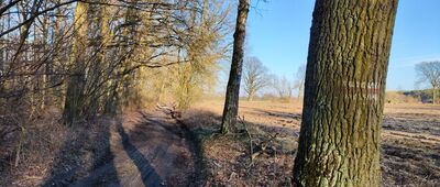 Sulechowskie single tracki rowerowe ↔ Smolno Wielkie, ścieżka do mostu