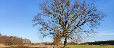 Sulechowskie single tracki rowerowe ↔ Smolno Wielkie, ścieżka do mostu