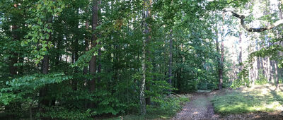 Kalinowo ↔ Błonie