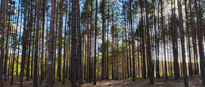 Rybno ↔ Rozdroże pod Jagodowym Wzgórzem