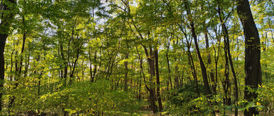 Rozejście szlaków niebieski / czarny / zielony