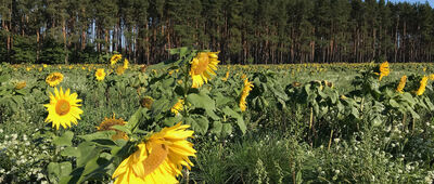 Nietkowice, stacja kolejowa ↔ Nietkowice