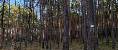 Rozejście szlaków żółty / czarny