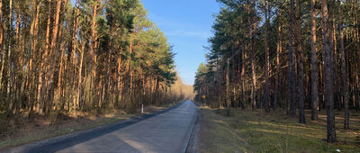 Rozejście szlaków żółty / czarny ↔ Czerwieńsk, ul. Łężycka [Szlak prowadzi drogą do Wysokiego]