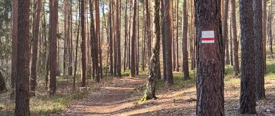 Pierwszy Staw na potoku Pustelnik ↔ Las Piastowski