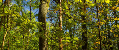 Odejście ścieżki spacerowej ["Wiszące drzewo"]