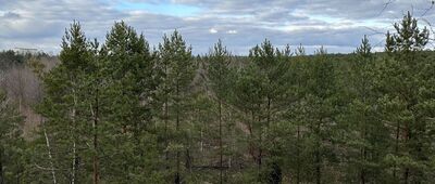 Wola Aleksandra ↔ Rozejście szlaków czerwony / czarny