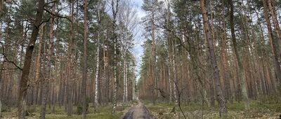 Wola Aleksandra ↔ Rozejście szlaków czerwony / czarny