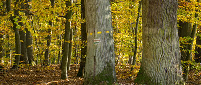 Glinna, cmentarz wojenny