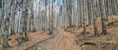 Podlesie, Widokowa ↔ Rozejście szlaków