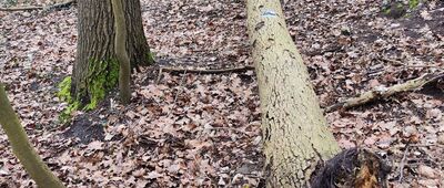 Odejście do Diabelskiego Kamienia ↔ Diabelski Kamień [Szlak dojściowy do Diablego Kamienia]