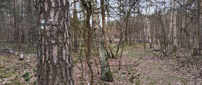 Nowa Sól, obwodnica ↔ Stary Staw [Po starych znakach do ścinki drzew]