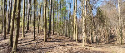 Skrzyżowanie szlaków ↔ Schody na wieżę Bismarcka