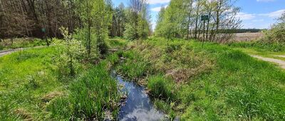 Rozejście Przy stawach ↔ Struga, droga pożarowa 9 [Strumień Biela przecinający szlak]