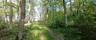 Odejście do dzieła fortyfikacyjnego D-10 ↔ Janówek Drugi, las