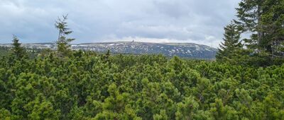 Krakonošova snídaně, rozc. ↔ U čtyř pánů